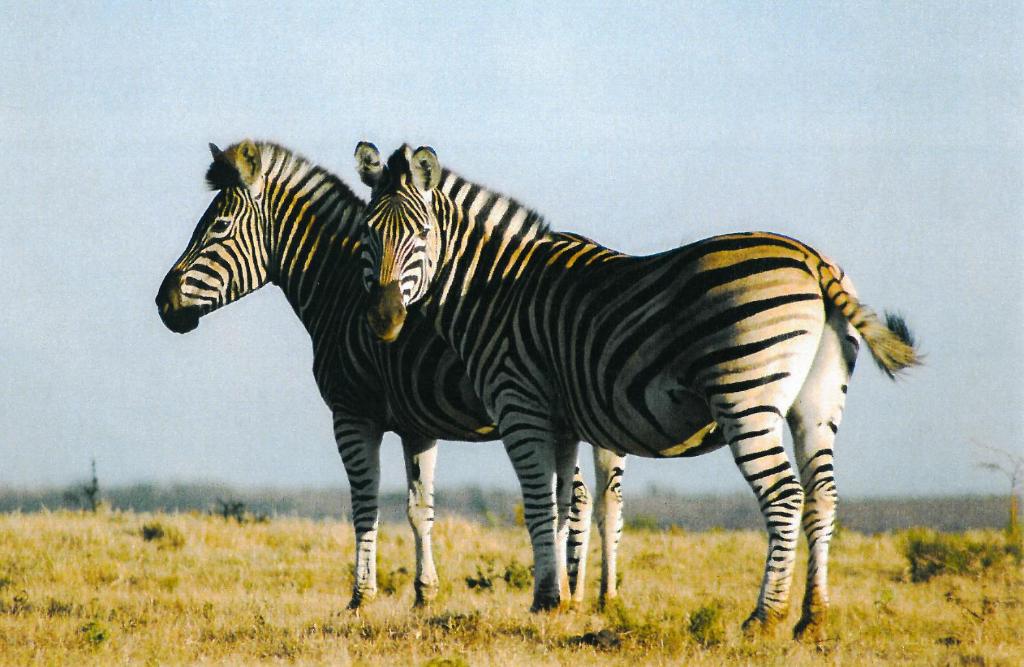 Eastern Cape